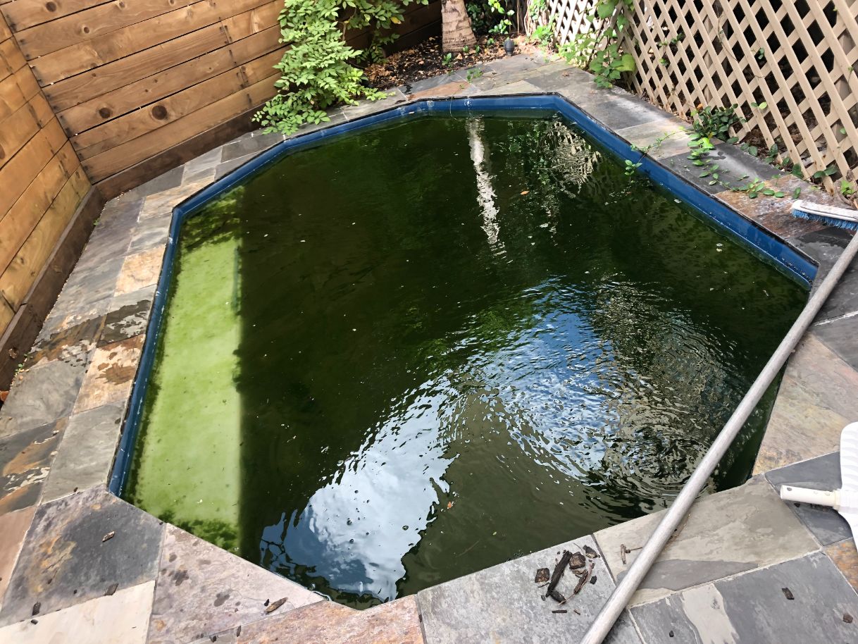 Before Pool Cleaning Service